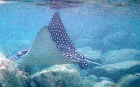 Spotted Eagle Ray - Aetobatus narinari 