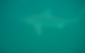 Blacktip Shark - Carcharhinus limbatus