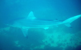 Blacktip Shark - Carcharhinus limbatus