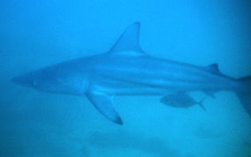 Blacktip Shark - Carcharhinus limbatus