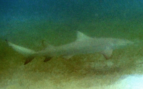 Lemon Shark - Negaprion brevirostris