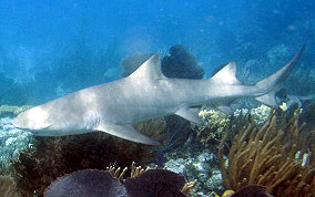 Lemon Shark - Negaprion brevirostris