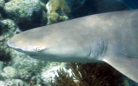 Lemon Shark - Negaprion brevirostris