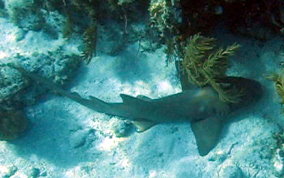 Nurse Shark - Ginglymostoma cirratum 