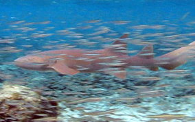 Nurse Shark - Ginglymostoma cirratum 