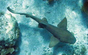 Nurse Shark - Ginglymostoma cirratum 