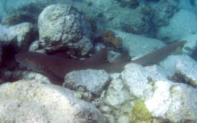 Nurse Shark - Ginglymostoma cirratum 