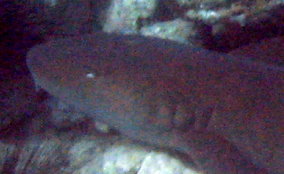 Nurse Shark - Ginglymostoma cirratum 