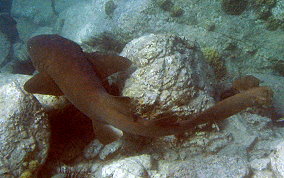 Nurse Shark - Ginglymostoma cirratum 