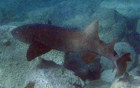 Nurse Shark - Ginglymostoma cirratum 