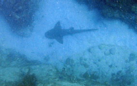 Nurse Shark - Ginglymostoma cirratum 