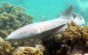 Nurse Shark - Ginglymostoma cirratum 