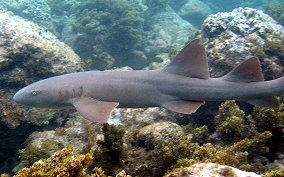 Nurse Shark - Ginglymostoma cirratum 