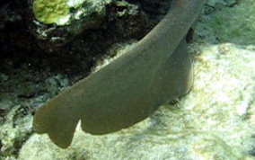 Nurse Shark - Ginglymostoma cirratum 