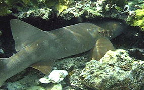 Nurse Shark - Ginglymostoma cirratum 