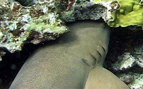 Nurse Shark - Ginglymostoma cirratum 