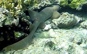 Nurse Shark - Ginglymostoma cirratum 