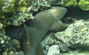 Nurse Shark - Ginglymostoma cirratum 