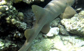 Nurse Shark - Ginglymostoma cirratum 