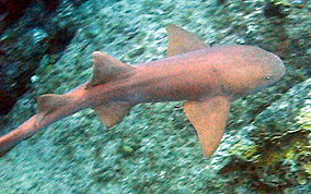 Nurse Shark - Ginglymostoma cirratum 