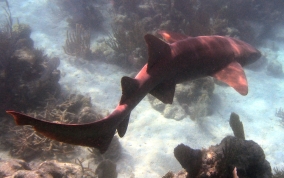 Nurse Shark - Ginglymostoma cirratum