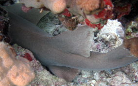 Nurse Shark - Ginglymostoma cirratum 