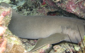 Nurse Shark - Ginglymostoma cirratum 