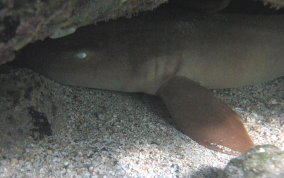 Nurse Shark - Ginglymostoma cirratum 