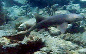 Nurse Shark