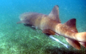 Nurse Shark - Ginglymostoma cirratum 