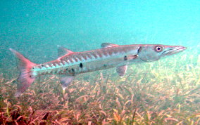 Great Barracuda