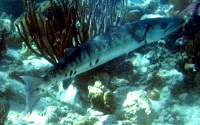 Great Barracuda - Sphyraena barracuda