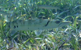 Great Barracuda - Sphyraena barracuda