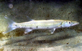 Great Barracuda - Sphyraena barracuda