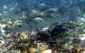 Great Barracuda - Sphyraena barracuda