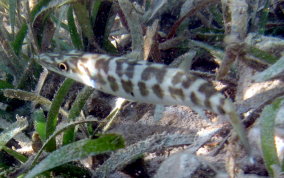 Great Barracuda - Sphyraena barracuda