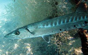 Great Barracuda - Sphyraena barracuda