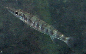 Great Barracuda - Sphyraena barracuda