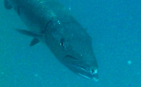 Great Barracuda - Sphyraena barracuda