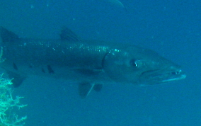 Great Barracuda - Sphyraena barracuda