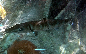 Great Barracuda - Sphyraena barracuda