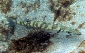 Great Barracuda - Sphyraena barracuda