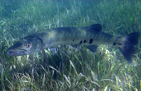 Great Barracuda - Sphyraena barracuda