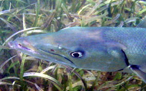 Great Barracuda - Sphyraena barracuda