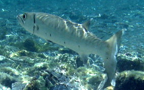 Great Barracuda - Sphyraena barracuda