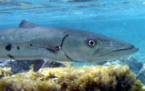 Great Barracuda - Sphyraena barracuda