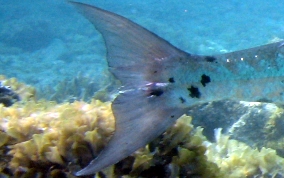 Great Barracuda - Sphyraena barracuda