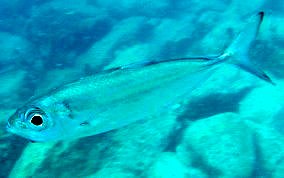 Bigeye Scad - Selar crumenophthalmus