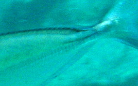 Bigeye Scad - Selar crumenophthalmus