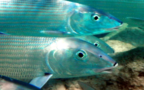 Bonefish - Albula vulpes